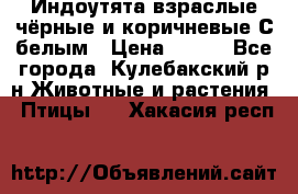 Индоутята взраслые чёрные и коричневые С белым › Цена ­ 450 - Все города, Кулебакский р-н Животные и растения » Птицы   . Хакасия респ.